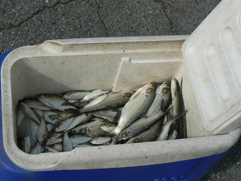 051-Scant - bait fish.JPG